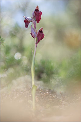 Herzförmiger Zungenstendel (Serapias cordigera), Korsika