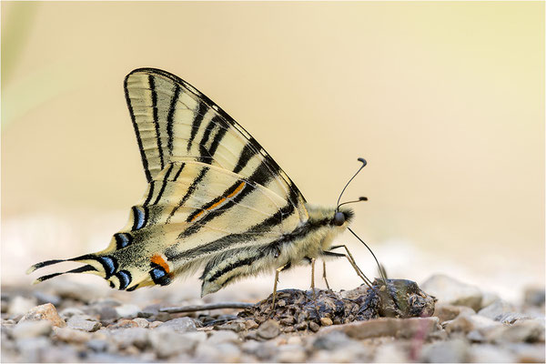 Segelfalter (Iphiclides podalirius), Frankreich, Drôme