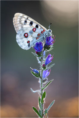 Roter Apollo (Parnassius apollo linnei), Schweden, Gotland