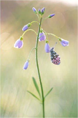 Aurorafalter (Anthocharis cardamines), Männchen, Deutschland, Baden-Württemberg