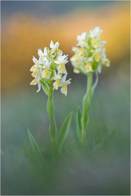 Holunder-Fingerwurz (Dactylorhiza sambucina), Frankreich, Dep. Aveyron