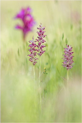 Duftende Spitzorchis (Anacamptis fragrans), Dep. Aveyron, Frankreich