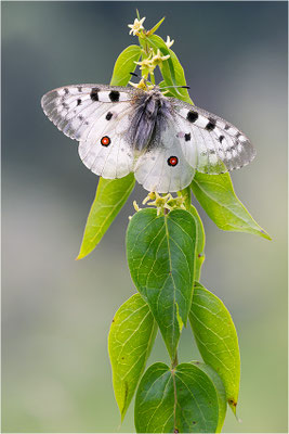 Roter Apollo (Parnassius apollo pyrenaicus), Frankreich, Dep. Hautes-Pyrénées