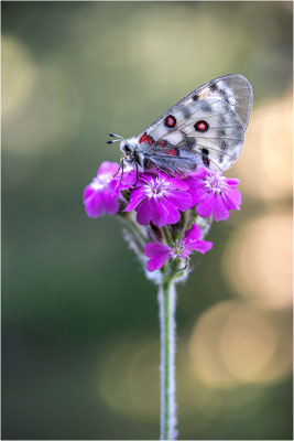 Roter Apollo (Parnassius apollo testoutensis), Frankreich, Dep. Savoie