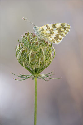 Resedaweißling (Pontia daplidice), Frankreich, Drôme