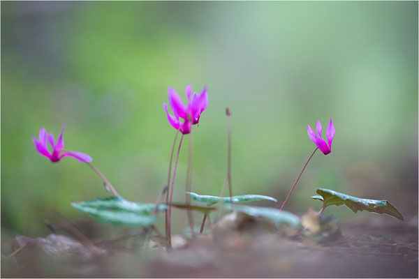 Geschweiftblättriges Alpenveilchen (Cyclamen repandum), Korsika, Frankreich