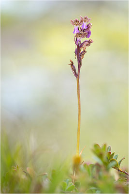 Spitzels Knabenkraut (Orchis spitzelii), Schweden, Gotland