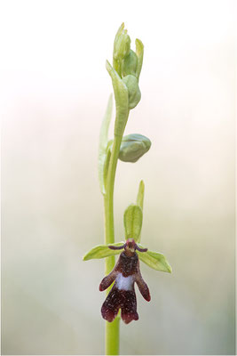 Fliegen-Ragwurz (Ophrys insectifera), Frankreich, Dep. Drôme