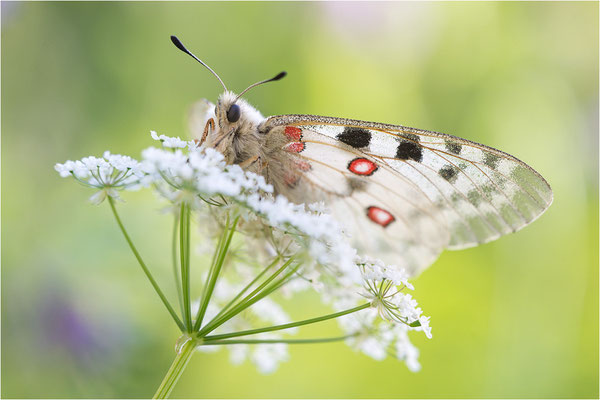 Roter Apollo (Parnassius apollo caloriferus), Schweiz, Kanton Wallis