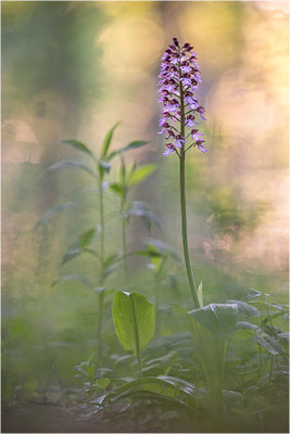 Purpur-Knabenkraut (Orchis purpurea), Deutschland, Baden-Württemberg