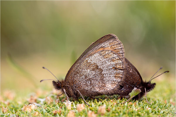 Schweizer Schillernder Mohrenfalter (Erebia tyndarus), Italien, Region Aostatal, 2600m