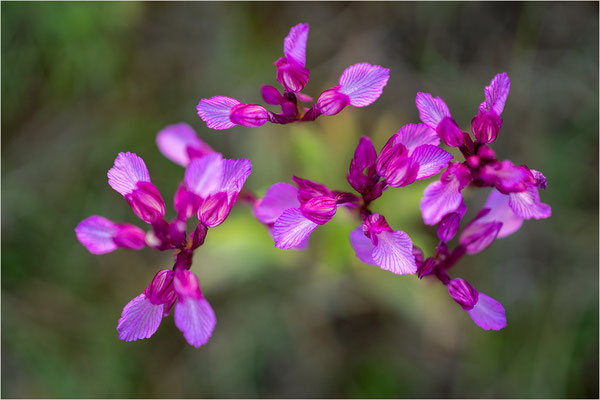 Großblütige Schmetterlings-Hundswurz (Anacamptis papilionacea expansa), Dep. Aveyron, Frankreich