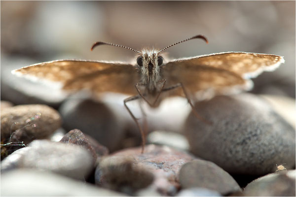 Dunkler Dickopffalter (Erynnis tages), Deutschland, Baden-Württemberg