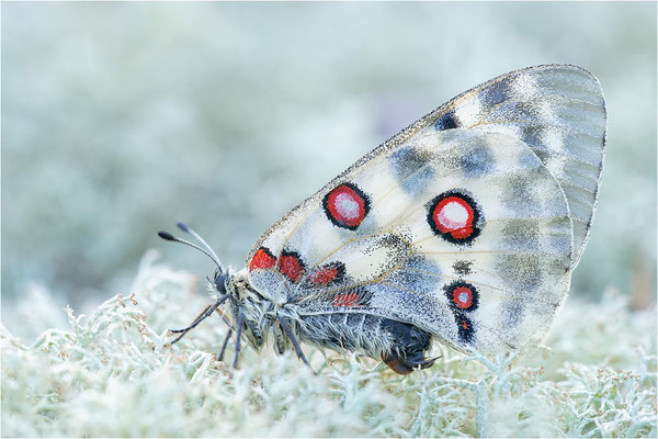 Roter Apollo (Parnassius apollo apollo), Schweden, Småland