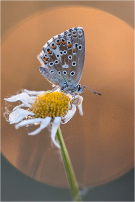Himmelblauer Bläuling (Polyommatus bellargus), Deutschland, Baden-Württemberg
