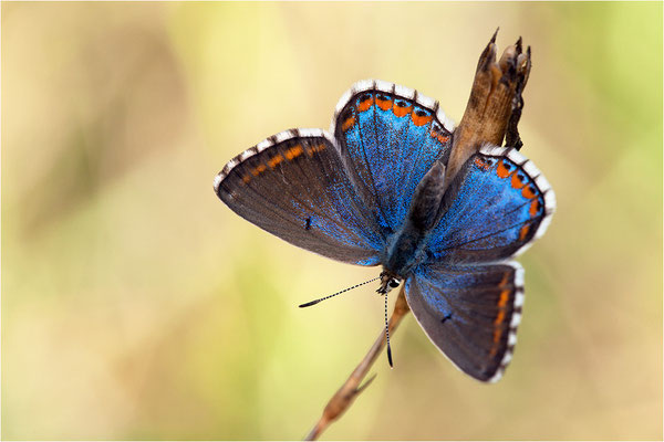 Himmelblauer Bläuling (Polyommatus bellargus f. cerones), Weibchen, Frankreich, Drôme