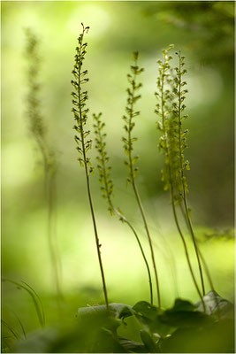 Großes Zweiblatt (Listera ovata), Wallis, Schweiz