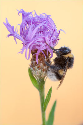 Hummel (Bombus spec.), Deutschland, Baden-Württemberg