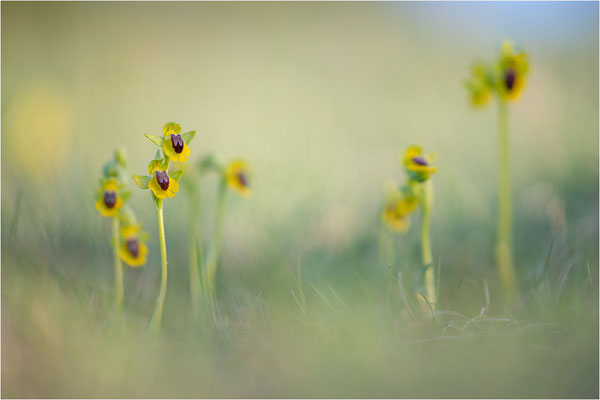 Ophrys lutea