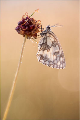 Schachbrettfalter (Melanargia galathea), Deutschland, Baden-Württemberg