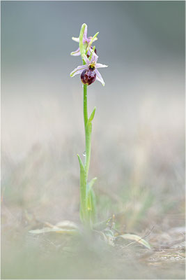 Ophrys exaltata var. arachnitiformis