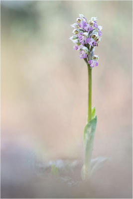 Milchweißes Knabenkraut (Neotinea lactea), Dep. Var, Frankreich