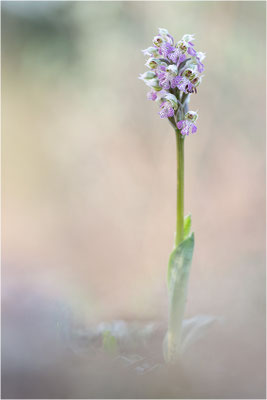 Milchweißes Knabenkraut (Neotinea lactea), Dep. Var, Frankreich