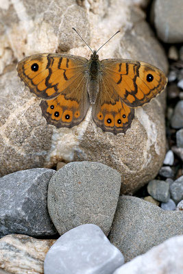 Mauerfuchs (Lasiommata megera), Weibchen, Schweiz, Gantrisch