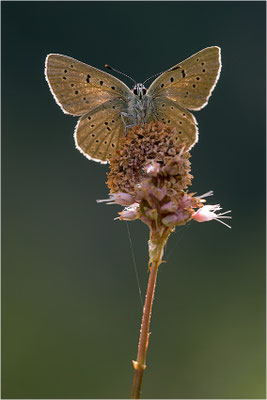 Lilagold-Feuerfalter (Lycaena hippothoe eurydame), Weibchen, Italien, Region Aostatal, 2100m