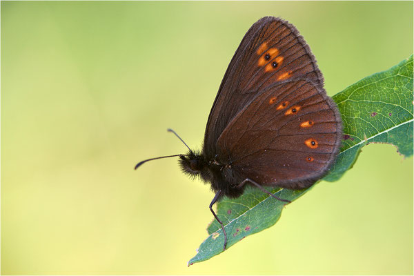 Mandeläugiger Mohrenfalter (Erebia alberganus), Schweiz, Kanton Wallis