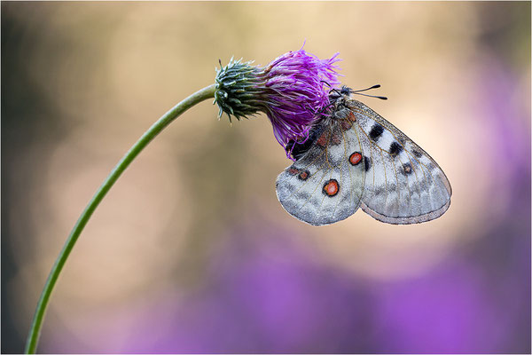 Roter Apollo (Parnassius apollo pedemontanus), Italien, Region Aostatal, 2.100m