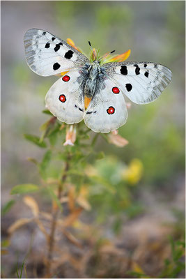 Roter Apollo (Parnassius apollo venaissimus), Frankreich, Dep. Vaucluse