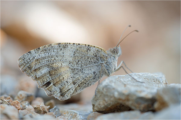 Berghexe (Chazara briseis), Weibchen, Frankreich, Dep. Drôme