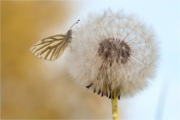 Grünader-Weißling (Pieris napi), Deutschland, Baden-Württemberg