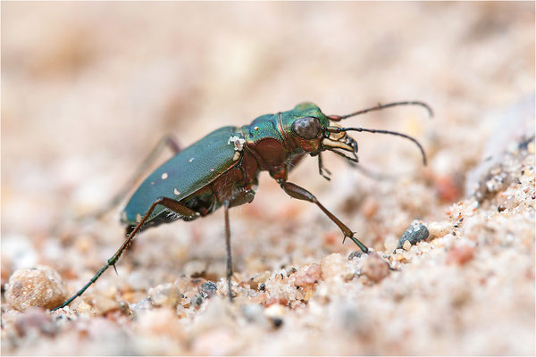 Feld-Sandlaufkäfer (Cicindela campestris), Schweden, Värmland