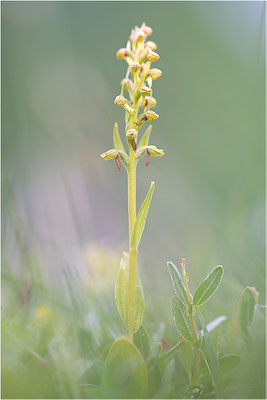 Grüne Hohlzunge (Coeloglossum viride), Frankreich, Dep. Sayoie