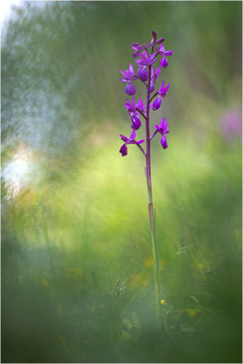 Lockerblütige Hundswurz (Anacamptis laxiflora), Italien, Sardinien