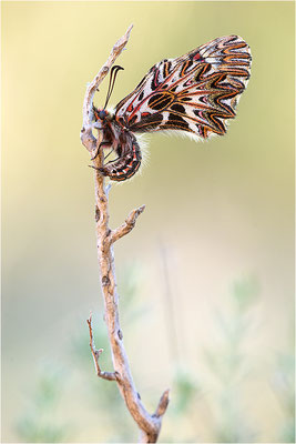 Südlicher Osterluzeifalter (Zerynthia polyxena), Männchen, Frankreich, Ardèche