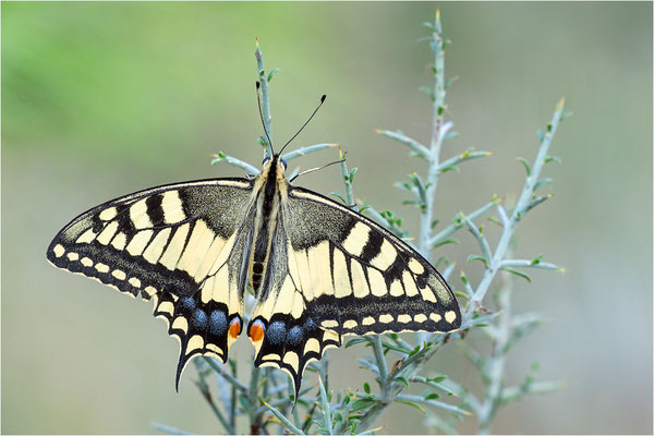 Schwalbenschwanz (Papilio machaon), Frankreich, Dep. Ardéche