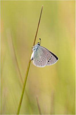 Alexis-Bläuling (Glaucopsyche alexis), Weibchen, Frankreich, Ardèche