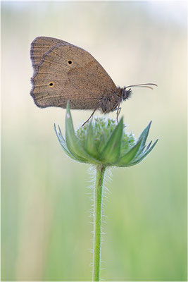 Großes Ochsenauge (Maniola jurtina), Deutschland, Baden-Württemberg