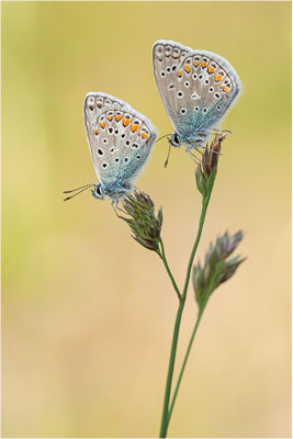 Gemeiner Bläuling (Polyommatus icarus), Männchen, Deutschland, Baden-Württemberg