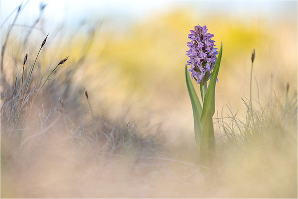 Fleischfarbene Fingerwurz (Dactylorhiza incarnata), Schweden, Gotland