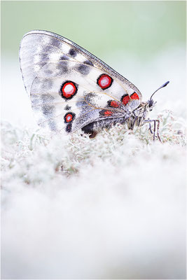 Roter Apollo (Parnassius apollo apollo), Schweden, Småland