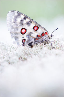 Roter Apollo (Parnassius apollo apollo), Schweden, Småland