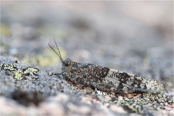 Blauflügelige Sandschrecke (Sphingonotus caerulans), Schweden, Bohuslän