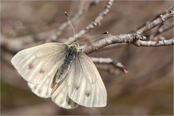 Grünader-Weißling (Pieris napi), Weibchen, Schweiz, Wallis