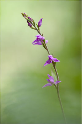 Rotes Waldvöglein (Cephalanthera rubra), Schweiz, Oberwallis