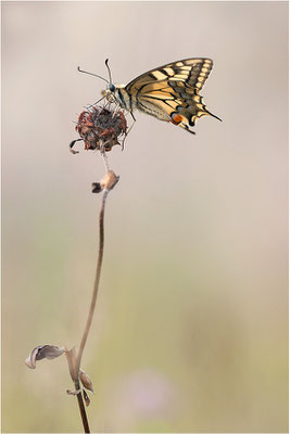 Schwalbenschwanz (Papilio machaon), Deutschland, Baden-Württemberg