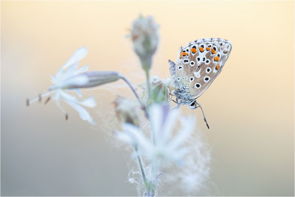 Himmelblauer Bläuling (Polyommatus bellargus), Weibchen, Deutschland, Baden-Württemberg
